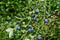 Healthy blueberry plant with ripe fruits