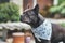 Healthy brachycephalic French Bulldog dog with long nose