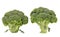 Healthy brocoli.