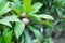 Healthy brown sapodilla fruit growing on the tree in the garden