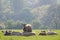 Healthy cattle livestock, Idyllic Rural, UK