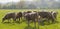 Healthy cattle livestock, Idyllic Rural, UK