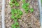 Healthy Centella asiatica or Indian pennywort plants in plastic container with thick leaves mulch