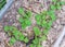 Healthy Centella asiatica or Indian pennywort plants in plastic container with thick leaves mulch