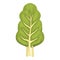 Healthy chard icon cartoon vector. Green plant