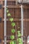 Healthy chayote or mirliton squash vines growing on wooden fence with trellis and post in USA