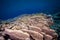 Healthy, colorful corals on the reef