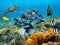 Healthy coral reef