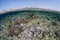 Healthy Corals Near Komodo