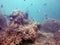 Healthy Corals Reef at Sekotong Lombok Island