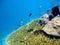 Healthy Corals Reef at Sekotong Lombok Island