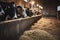 Healthy dairy cows feeding on fodder standing in row of stables in cattle farm barn with worker adding food for animals in blurred