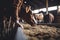 Healthy dairy cows feeding on fodder standing in row of stables in cattle farm barn with worker adding food for animals in blurred