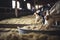 Healthy dairy cows feeding on fodder standing in row of stables in cattle farm barn with worker adding food for animals in blurred
