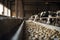 Healthy dairy cows feeding on fodder standing in row of stables in cattle farm barn with worker adding food for animals in blurred