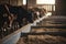 Healthy dairy cows feeding on fodder standing in row of stables in cattle farm barn with worker adding food for animals in blurred