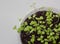 Healthy diet with fresh microgreens after COVID-19 or for vegetarian. top view and close-up