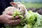 Healthy diet for rabbit: hand feeding with lettuce