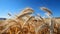 Healthy eating vibrant, organic wheat harvest in rural landscape generated by AI