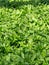Healthy edible flavoring and spring forest herb