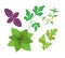 Healthy, environmentally friendly natural vegetation. Basil, parsley, savory, mint, cilantro.