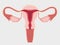 A healthy female reproductive system with the Uterus