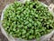 Healthy Fenugreek sprouts & x28;methi& x29; - growing Fenugreek at home in plastic pot or bag.