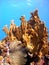 Healthy fire coral