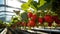 Healthy and flourishing organic strawberry plant growing in a controlled environment of a greenhouse