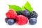 Healthy food berries set. Macro shot of fresh raspberries, blueberries and blackberries with leaf isolated on white background