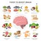 Healthy food for brains infographic elements in detailed flat design isolated on white background. Big collection of
