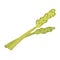 healthy food celery leaves flat icon style