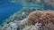 Healthy and Fragile Coral Reef in Raja Ampat