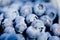 Healthy fresh blueberries macro closeup on market outdoor