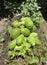 Healthy, fresh group of green skin raw fruit papaya in the garden