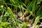 Healthy and fresh onions growing in an organic city vegetable garden in Christchurch, New Zealand