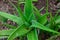 Healthy fresh organic aloevera plant