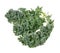 A healthy fresh  organic curly kale leaves  on an isolated white