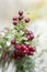 Healthy and fresh ripe lingonberry Vaccinium vitis-idaea