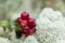 Healthy and fresh ripe lingonberry Vaccinium vitis-idaea