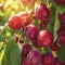 Healthy garden bounty Red plum on tree in autumn orchard