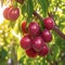 Healthy garden bounty Red plum on tree in autumn orchard