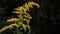 A healthy goldenrod yellow herb ready for harvest