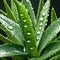 Healthy green aloe vera plants