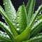 Healthy green aloe vera plants