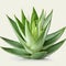 Healthy green aloe vera plants