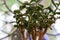 healthy green crassula ovata succulent jade plant lucky money tree indoor on window-sill