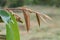 Healthy green long durian leaves