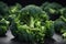 Healthy green organic raw broccoli florets. ai generative