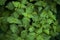 Healthy green Pogostemon cablin patchouli plant leaves wet from rain